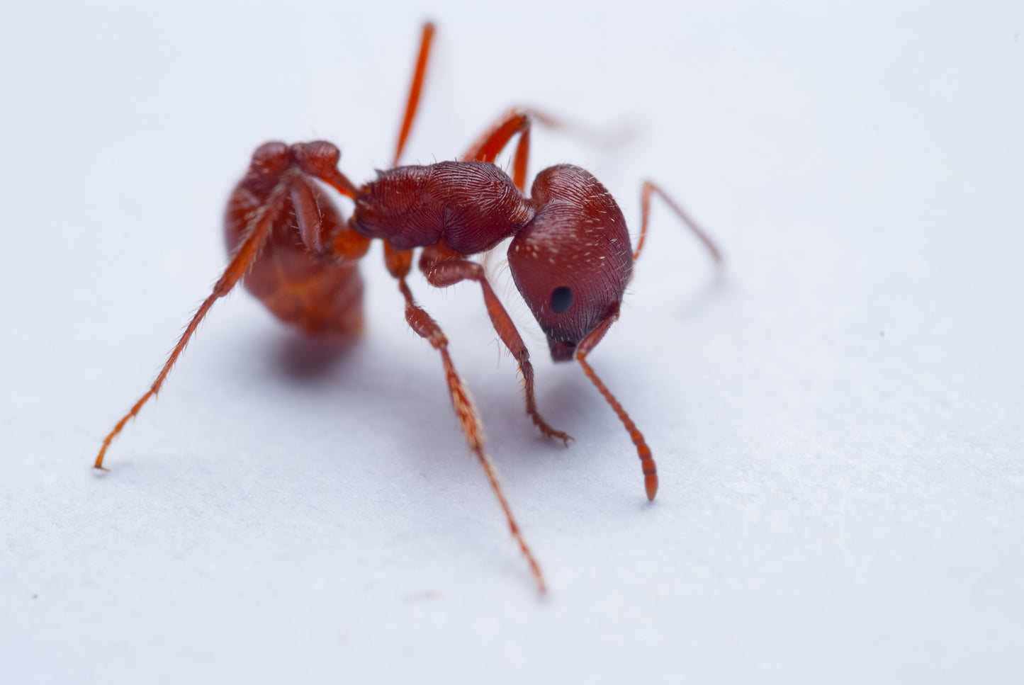 Northern Harvester Ant - Pogonomyrmex subdentatus