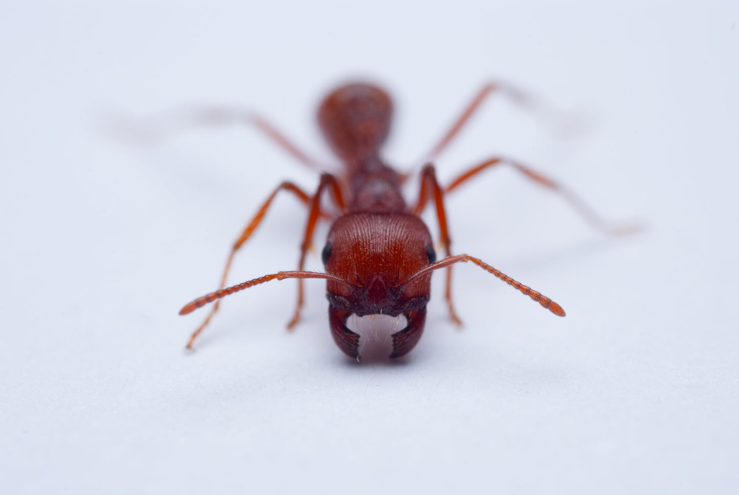 Northern Harvester Ant - Pogonomyrmex subdentatus