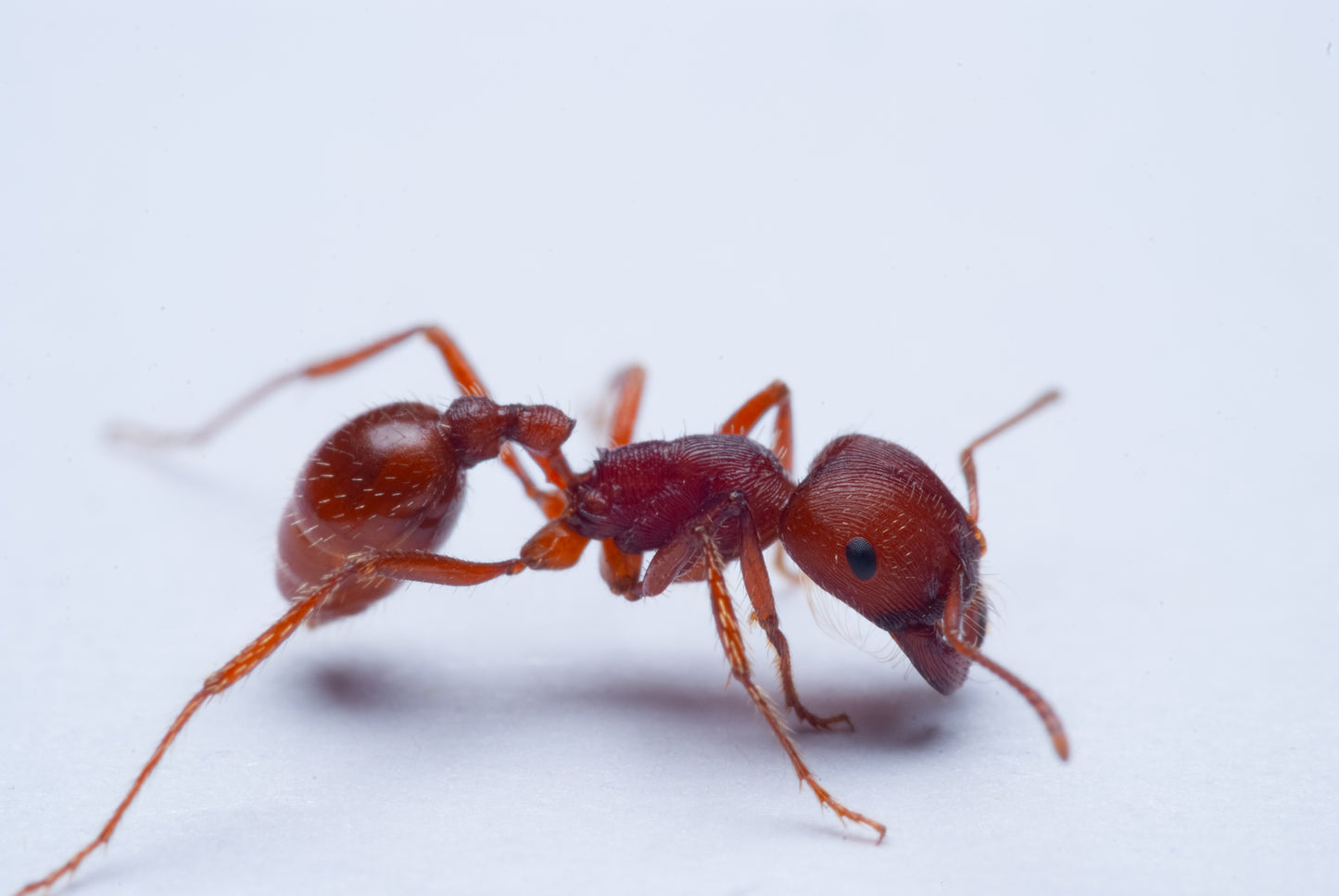 Northern Harvester Ant - Pogonomyrmex subdentatus