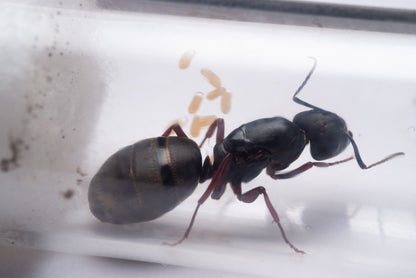 Western Carpenter Ant - Camponotus modoc