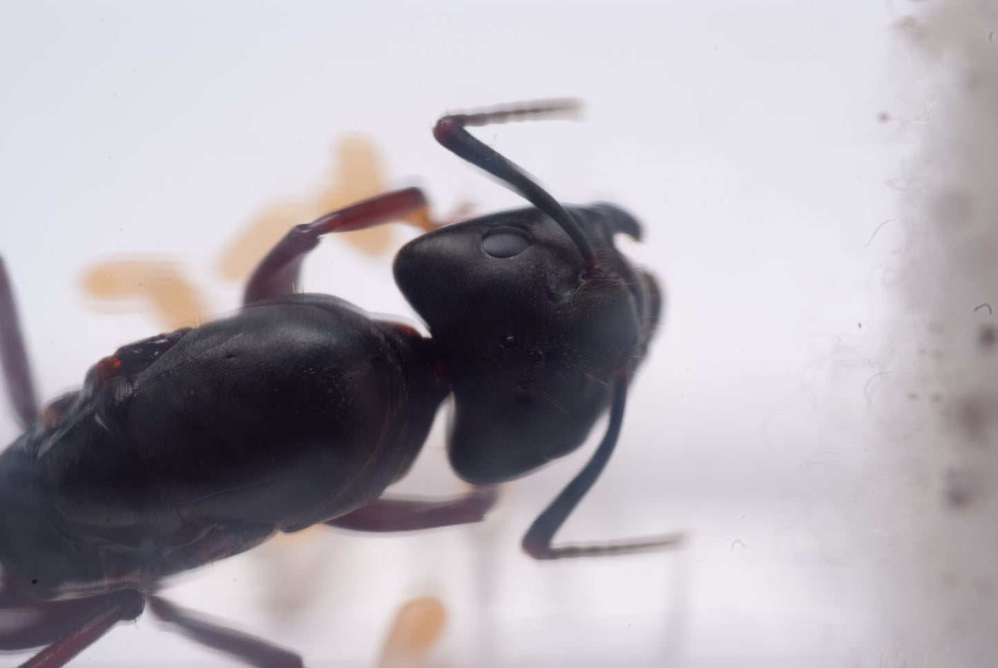 Western Carpenter Ant - Camponotus modoc