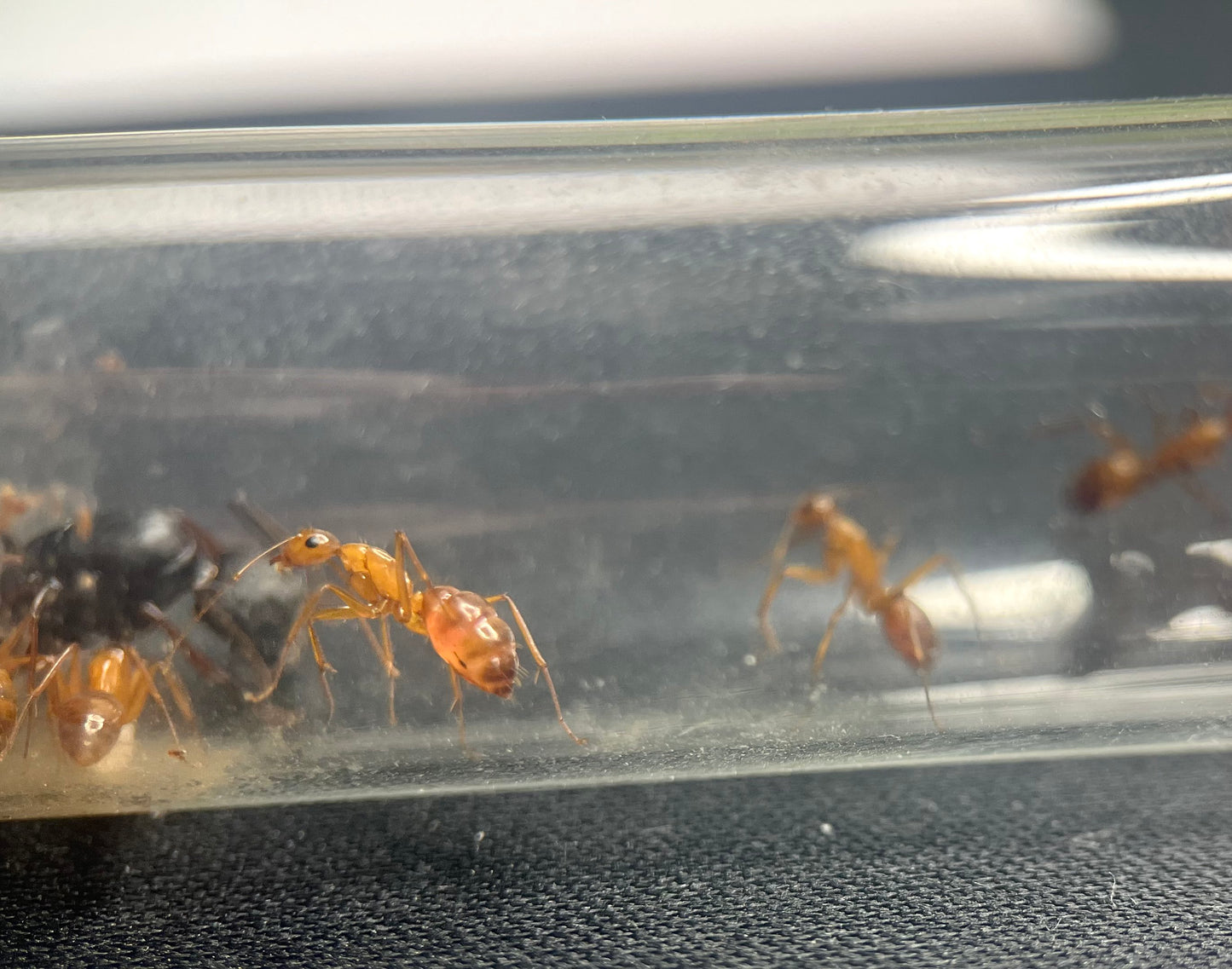 Camponotus us-ca02