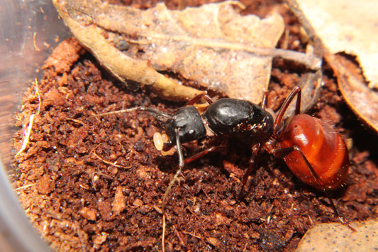 Camponotus us-ca02